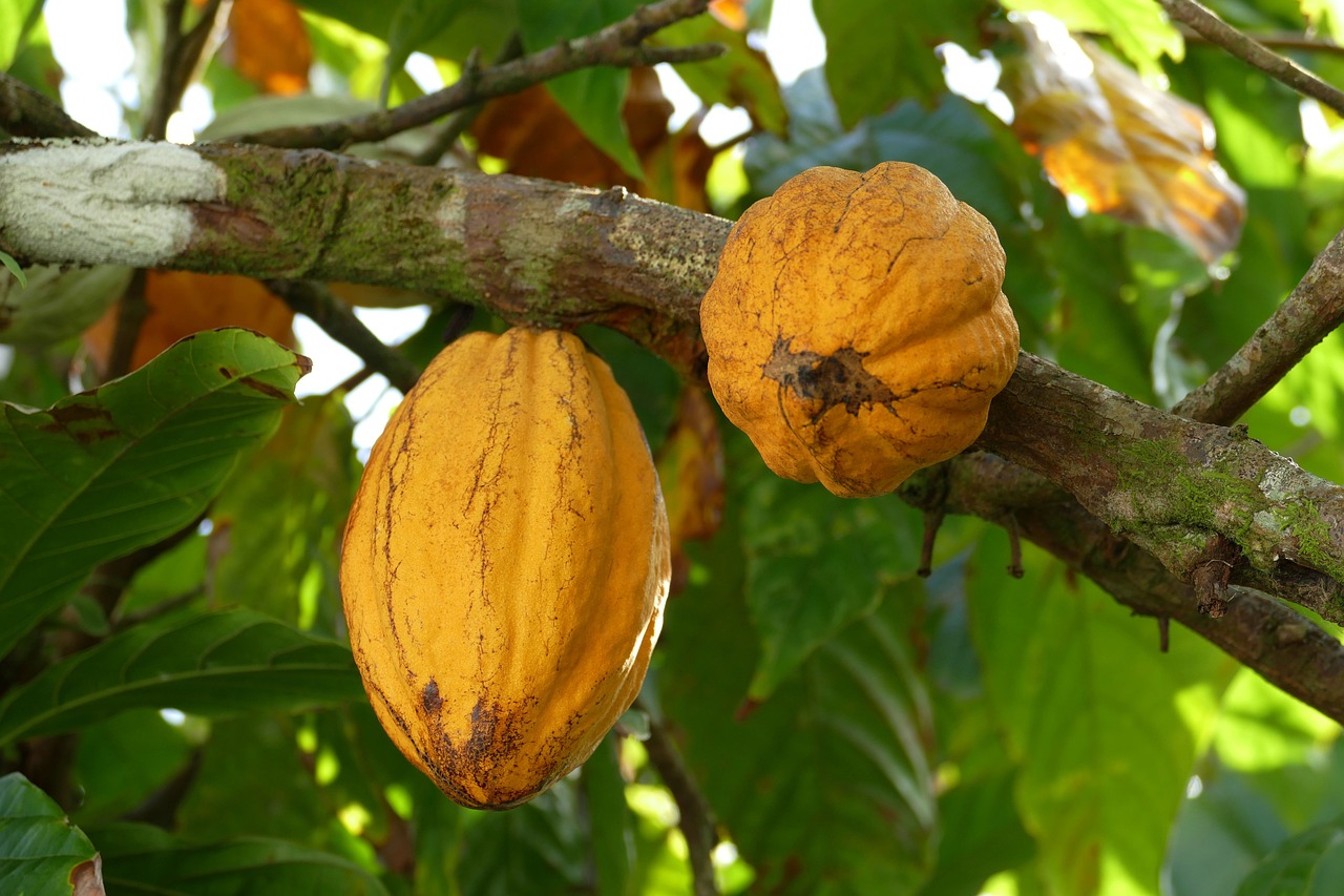 Processed Cocoa Products