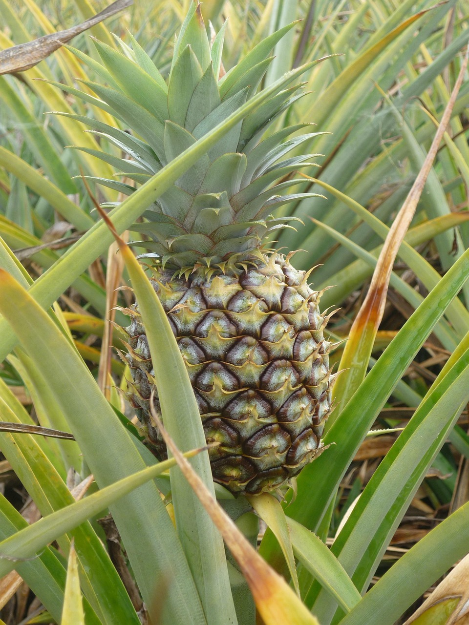 Sweet Pineapples